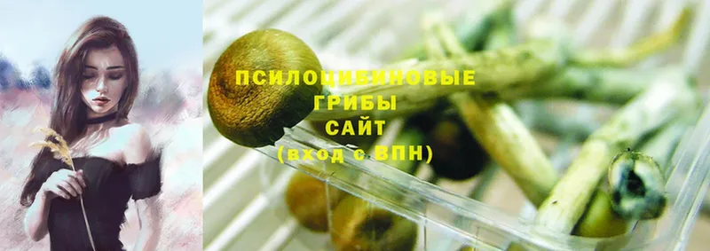 где можно купить   Астрахань  Галлюциногенные грибы MAGIC MUSHROOMS 